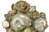 Tall, Composite Ammonite Fossil Display - Madagascar #175809-4
